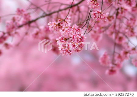 Okamezakura 29227270