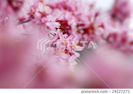 Okamezakura 29227271