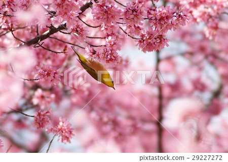 Okame plants and mezzo 29227272