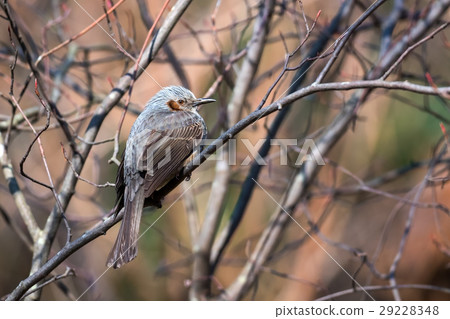 Bulbul Bulbul 29228348