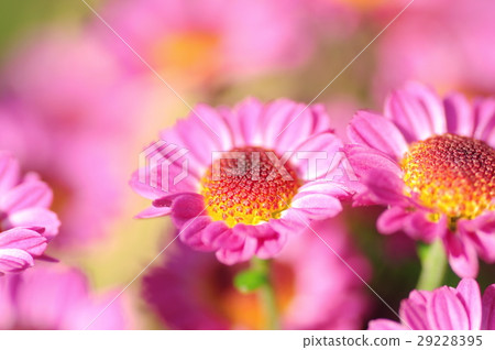 小菊 小菊 29228395