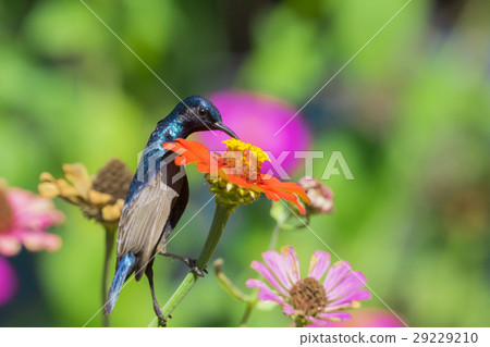 Image of a bird (purple sunbird) perched. 29229210