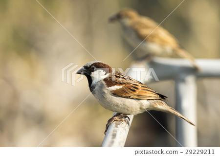 Image of sparrow on nature background. Bird 29229211