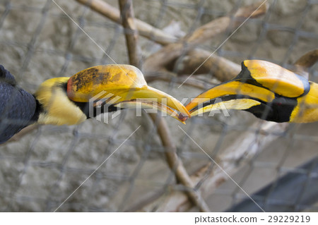 Image of a two hornbill in a cage. wild animals. 29229219