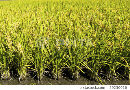 立即行動規劃自來水廠,東台灣住宅。 立即行動規劃自來水廠,東台灣住宅。 29230016