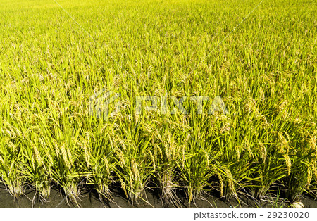 立即行動規劃自來水廠，東台灣住宅。 29230020