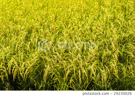 立即行動規劃自來水廠，東台灣住宅。 29230026