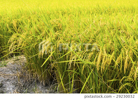 立即行動規劃自來水廠，東台灣住宅。 29230032