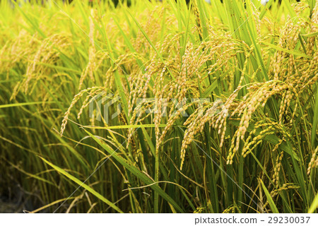 Immediate action planning waterworks, East Taiwanese residence. Immediate action planning waterworks, East Taiwanese residence. 29230037