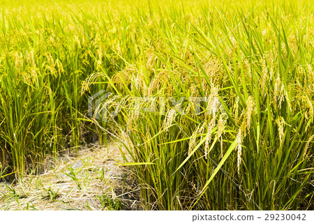 立即行動規劃自來水廠，東台灣住宅。 29230042