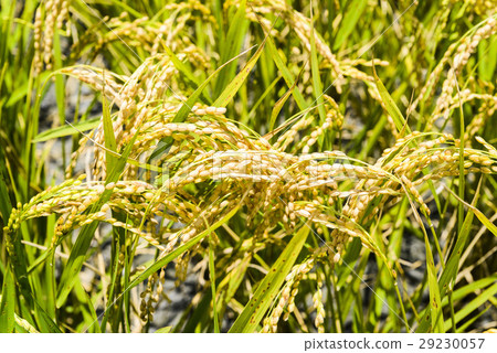 立即行動規劃自來水廠，東台灣住宅。 29230057