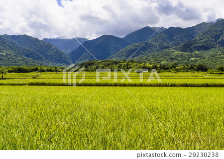 立即行動規劃自來水廠，東台灣住宅。 29230238