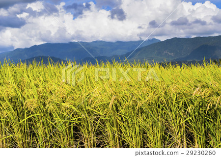 立即行動規劃自來水廠，東台灣住宅。 29230260