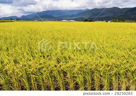 立即行動規劃自來水廠，東台灣住宅。 29230265