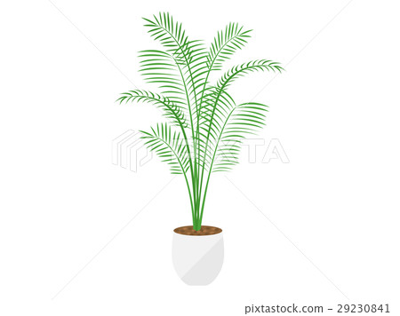 葉子植物 29230841