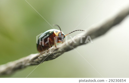 榕四星金花蟲 29230854