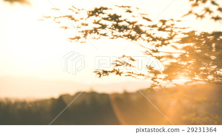 夕陽 楓葉 夕陽 楓葉 29231364