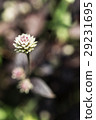 紅龍草 29231695