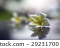 緬梔, 雞蛋花, 蛋黄花 29231700
