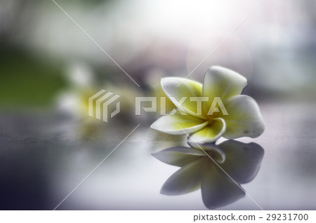 緬梔, 雞蛋花, 蛋黄花 緬梔, 雞蛋花, 蛋黄花 29231700