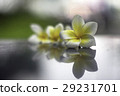 緬梔, 雞蛋花, 蛋黄花 29231701