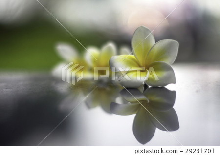 緬梔, 雞蛋花, 蛋黄花 緬梔, 雞蛋花, 蛋黄花 29231701