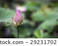 荷花, 蓮花 29231702