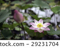 荷花, 蓮花 29231704