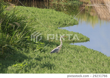 Ao-sama standing in the grass of the edge of the river 29231766