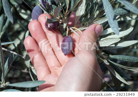 Hand holding a branch of olives 29231949