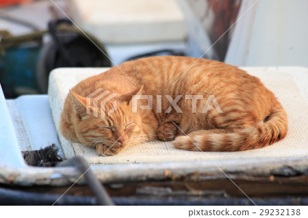 睡覺在一個漁船的茶turpy貓 睡覺在一個漁船的茶turpy貓 29232138