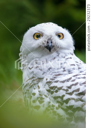 Awesome Snowy owl (Bubo scandiacus) outdoor shot. Awesome Snowy owl (Bubo scandiacus) outdoor shot. 29232373