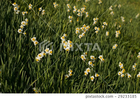 Nada Kuroiwa Water Sengoku 29233185