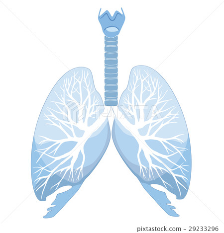 Human lungs, bronchi organ structure. Medical sign 29233296