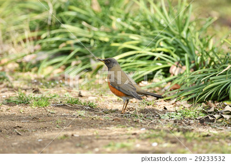 Akahara on the ground Akahara on the ground 29233532