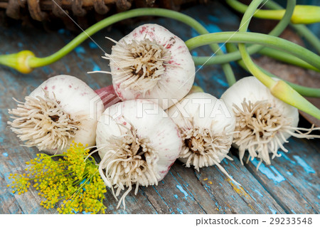 young garlic and dill 29233548