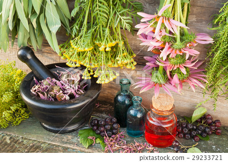 bunches of healing herbs, mortar with dried plant 29233721