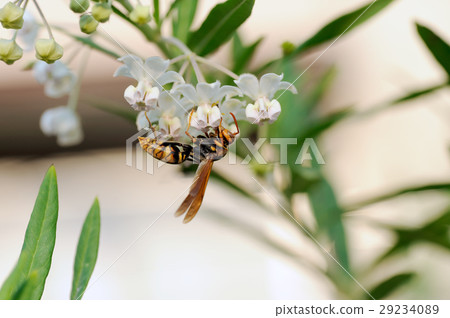 黃蜂 29234089