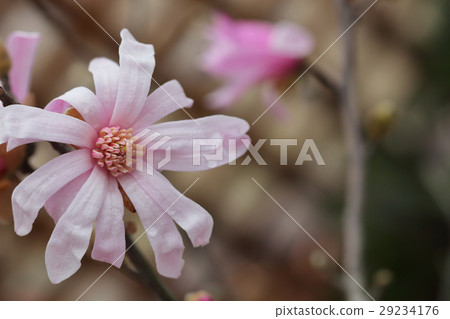Flowers and rain drops of Shidomori bushi Flowers and rain drops of Shidomori bushi 29234176