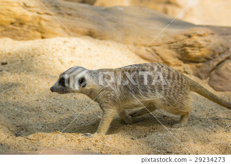 Image of meerkat or suricate on nature background Image of meerkat or suricate on nature background 29234273