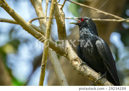 Image of asian koel bird (Eudynamys scolopaceus) 29234289