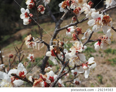 A bee at spring of plum blossoms A bee at spring of plum blossoms 29234563