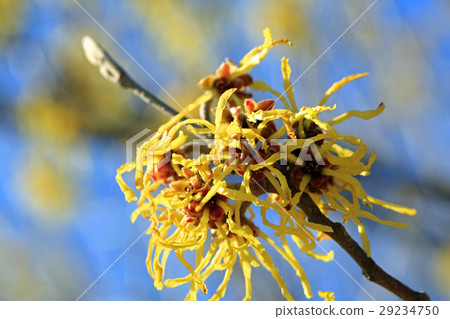 Witch hazel flower 29234750