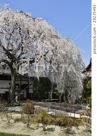Honmaji Temple Underwood Cherry Blossoms Honmaji Temple Underwood Cherry Blossoms 29235493