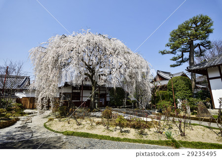 Honmaji Temple Underwood Cherry Blossoms 29235495