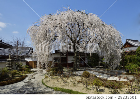 Honmaji Temple Underwood Cherry Blossoms 29235501