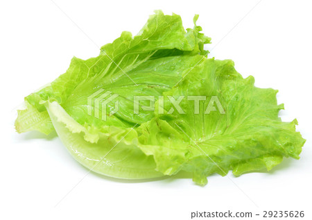 Green Chinese lettuce Green Chinese lettuce 29235626