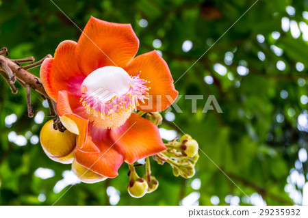 Cannonball flower or sal flower in Thailand Cannonball flower or sal flower in Thailand 29235932
