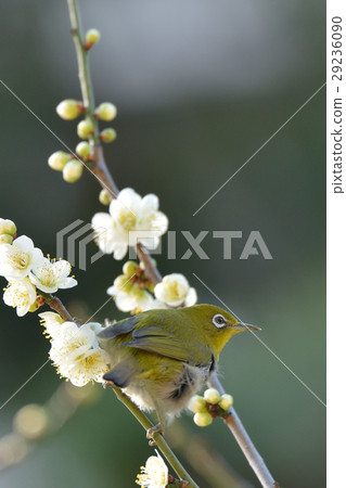 White-eye White-eye 29236090