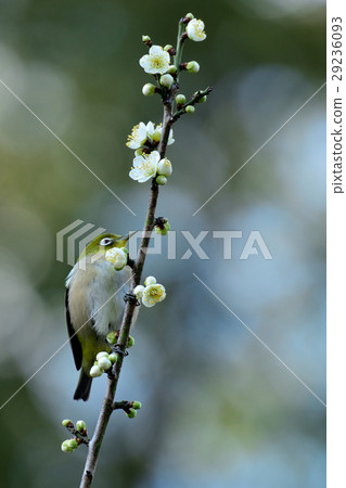White-eye White-eye 29236093
